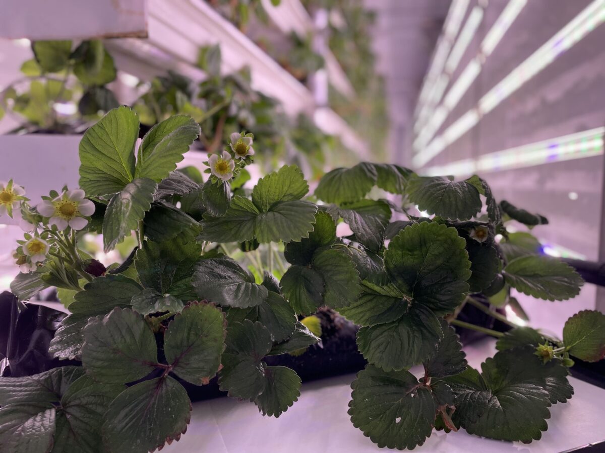 La grande distribution de plants de fraises organisée par Ferme d’Hiver et le Laboratoire sur l’agriculture urbaine récolte un franc succès!