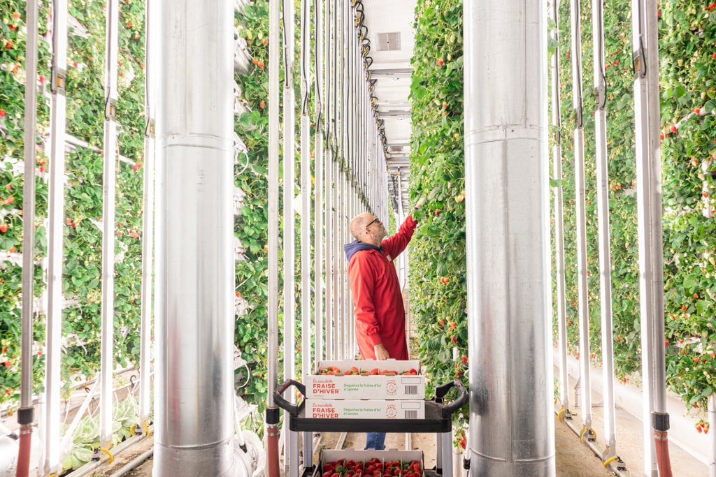 Ferme d’Hiver obtient 46 M$ pour quadrupler sa production et se positionner parmi les leaders mondiaux de l’industrie des fermes verticales.